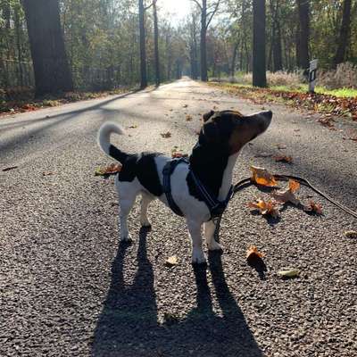 Hundetreffen-Gassi-und Toberunde mittelgroßer Hunde in und um Teltow, Ruhlsdorf-Bild