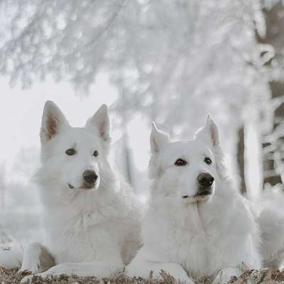 Hundetreffen-Spazieren,spielen ,Spaß haben-Bild