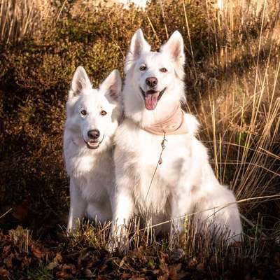 Hundetreffen-Neue Freunde finden-Bild