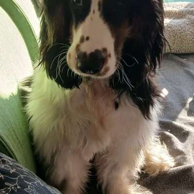 Pfoten nach außen gedreht-Beitrag-Bild