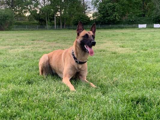 Deutsche Schäferhunde, Belgische Schäferhunde.-Beitrag-Bild