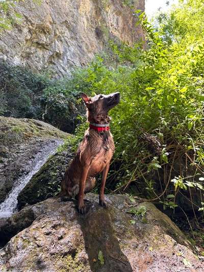 Tierschutzhunde suchen ein Zuhause-Beitrag-Bild