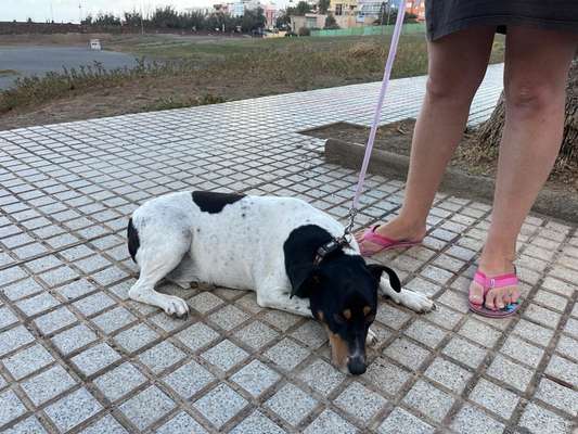 Tierschutzhunde suchen ein Zuhause-Beitrag-Bild