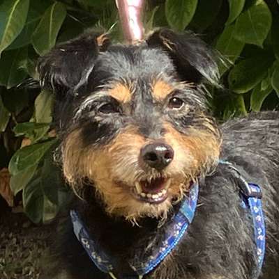 Tierschutzhunde suchen ein Zuhause-Beitrag-Bild