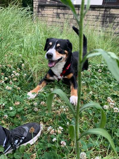 Tierschutzhunde suchen ein Zuhause-Beitrag-Bild