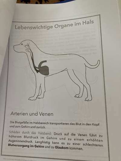 Hundehalsband-Beitrag-Bild