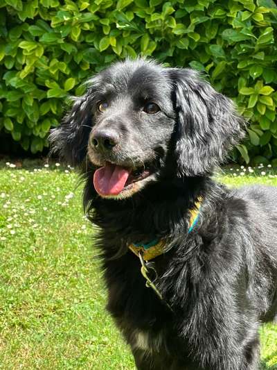 Tierschutzhunde suchen ein Zuhause-Beitrag-Bild