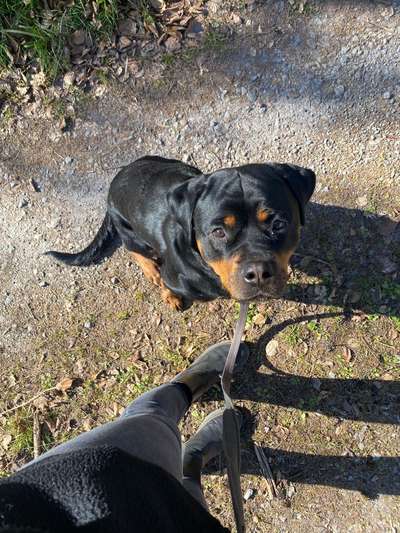 Rottweiler-Beitrag-Bild