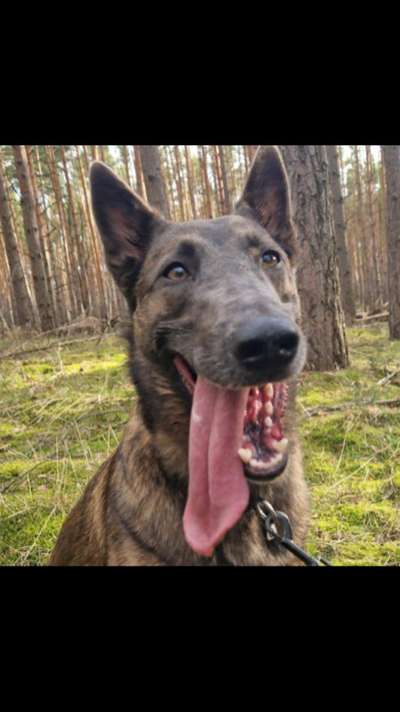 Tierschutzhunde suchen ein Zuhause-Beitrag-Bild