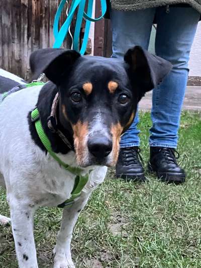 Tierschutzhunde suchen ein Zuhause-Beitrag-Bild