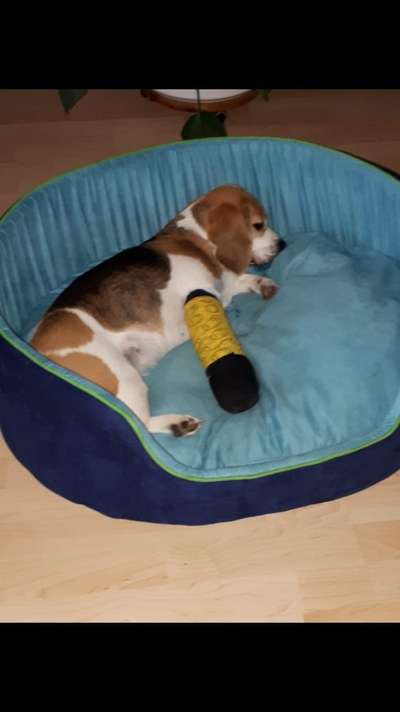 Beinbruch bei Welpe-Beitrag-Bild