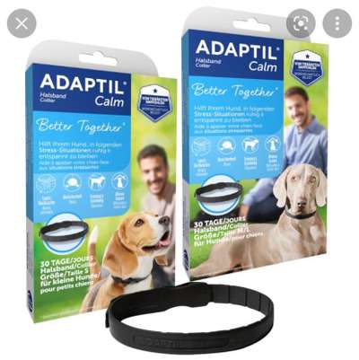 Hund nimmt nicht zu-Beitrag-Bild