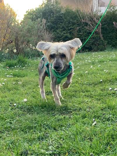 Tierschutzhunde suchen ein Zuhause-Beitrag-Bild