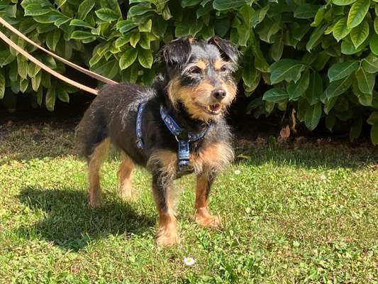 Tierschutzhunde suchen ein Zuhause-Beitrag-Bild