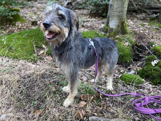 Tierschutzhunde suchen ein Zuhause-Beitrag-Bild