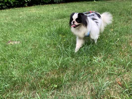 Tierschutzhunde suchen ein Zuhause-Beitrag-Bild