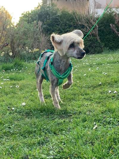 Tierschutzhunde suchen ein Zuhause-Beitrag-Bild