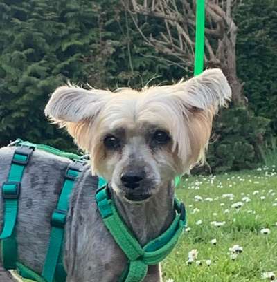 Tierschutzhunde suchen ein Zuhause-Beitrag-Bild