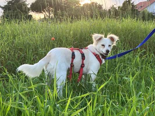 Tierschutzhunde suchen ein Zuhause-Beitrag-Bild