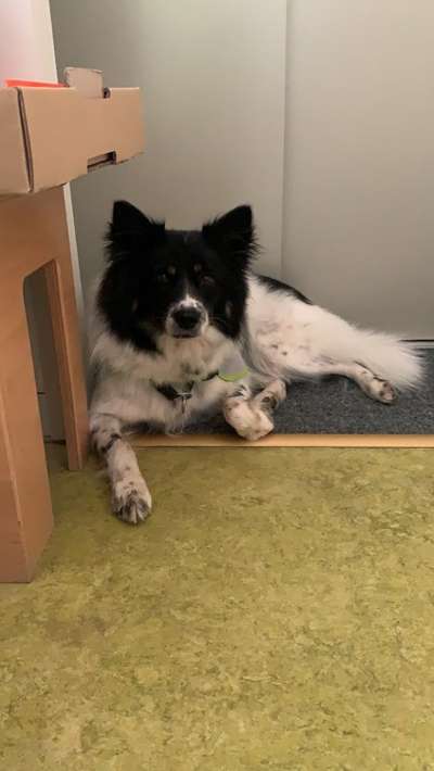 Welpen Bilder !-Beitrag-Bild