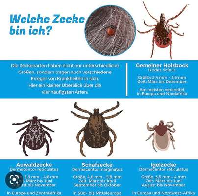 Zecke mit großem Kopf?-Beitrag-Bild