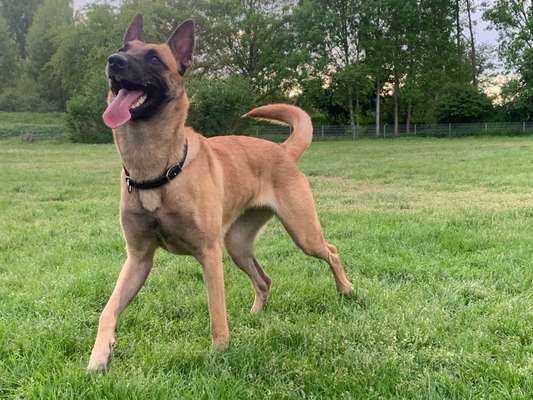 Tierschutzhunde suchen ein Zuhause-Beitrag-Bild