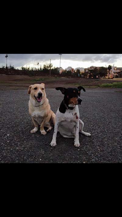 Tierschutzhunde suchen ein Zuhause-Beitrag-Bild