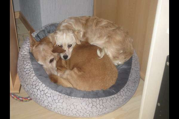 Unsere Fellnasen im Regenbogenland-Beitrag-Bild