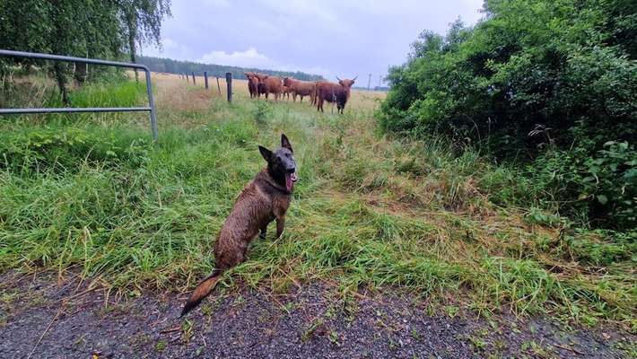 Tierschutzhunde suchen ein Zuhause-Beitrag-Bild