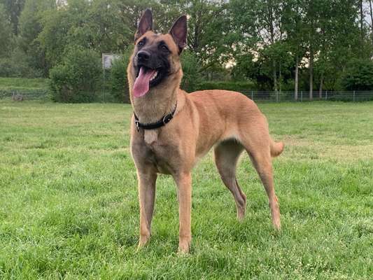 Deutsche Schäferhunde, Belgische Schäferhunde.-Beitrag-Bild