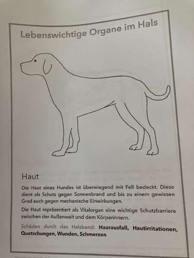 Hundehalsband-Beitrag-Bild
