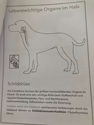 Hundehalsband-Beitrag-Bild