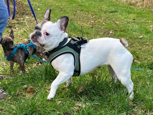 Tierschutzhunde suchen ein Zuhause-Beitrag-Bild