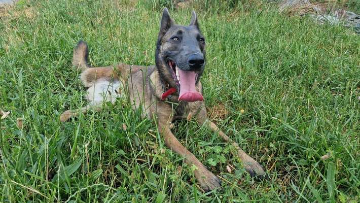 Tierschutzhunde suchen ein Zuhause-Beitrag-Bild