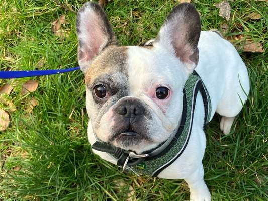 Tierschutzhunde suchen ein Zuhause-Beitrag-Bild