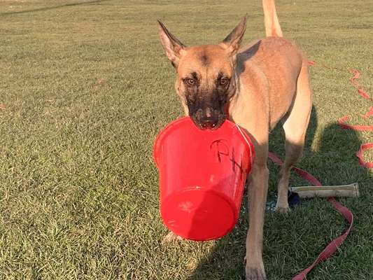 Deutsche Schäferhunde, Belgische Schäferhunde.-Beitrag-Bild