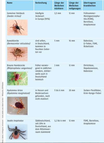 Zecke mit großem Kopf?-Beitrag-Bild