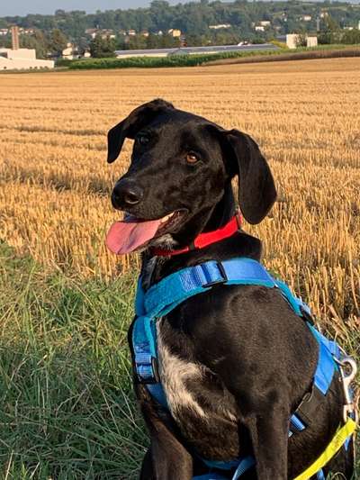 Unsere Fellnasen im Regenbogenland-Beitrag-Bild