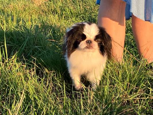 Tierschutzhunde suchen ein Zuhause-Beitrag-Bild