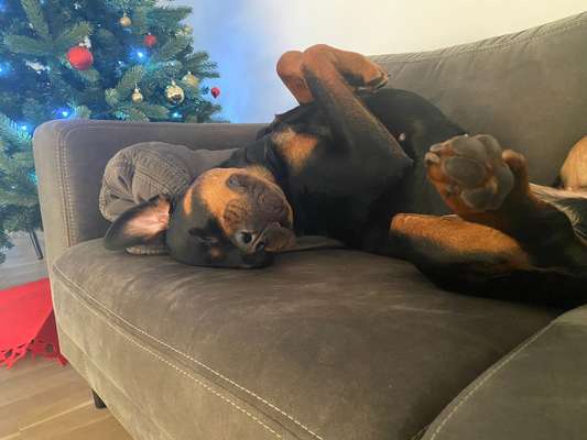 Rottweiler-Beitrag-Bild