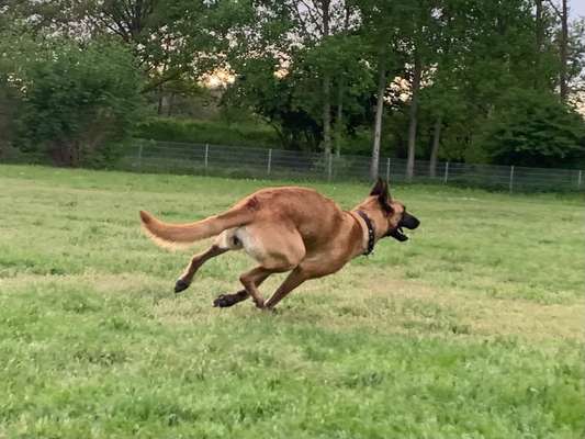 Deutsche Schäferhunde, Belgische Schäferhunde.-Beitrag-Bild