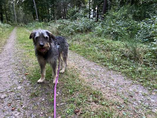 Tierschutzhunde suchen ein Zuhause-Beitrag-Bild