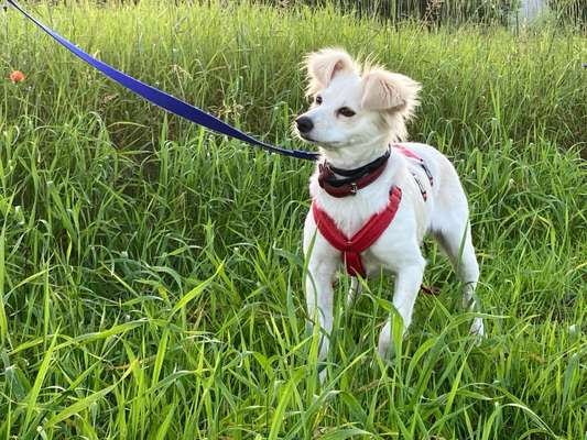 Tierschutzhunde suchen ein Zuhause-Beitrag-Bild