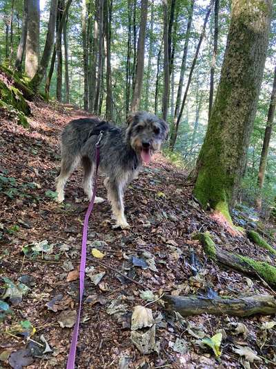 Tierschutzhunde suchen ein Zuhause-Beitrag-Bild