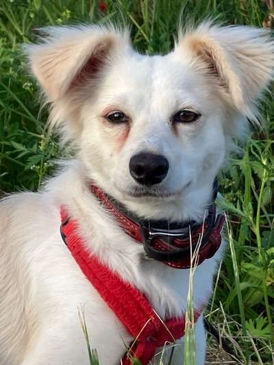 Tierschutzhunde suchen ein Zuhause-Beitrag-Bild