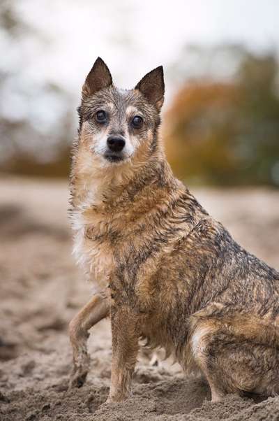 Morbus Cushing-Beitrag-Bild