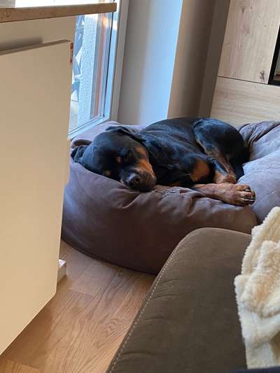 Rottweiler-Beitrag-Bild