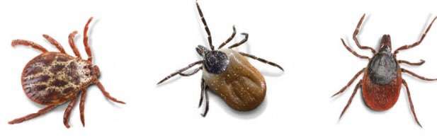 Floh/Zecken Schutz-Beitrag-Bild