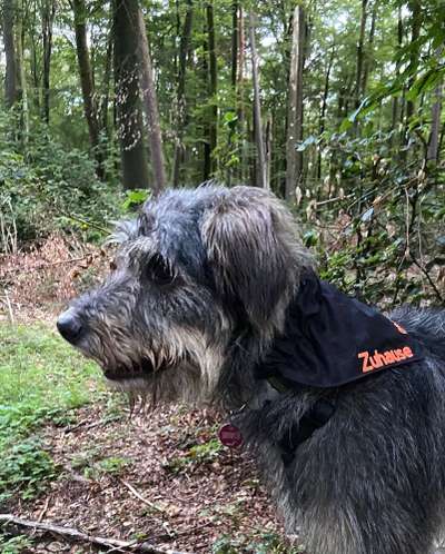 Tierschutzhunde suchen ein Zuhause-Beitrag-Bild