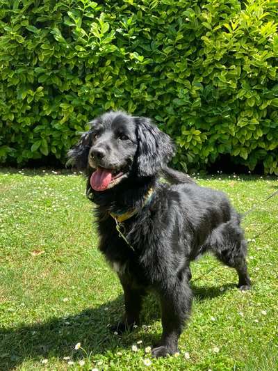 Tierschutzhunde suchen ein Zuhause-Beitrag-Bild